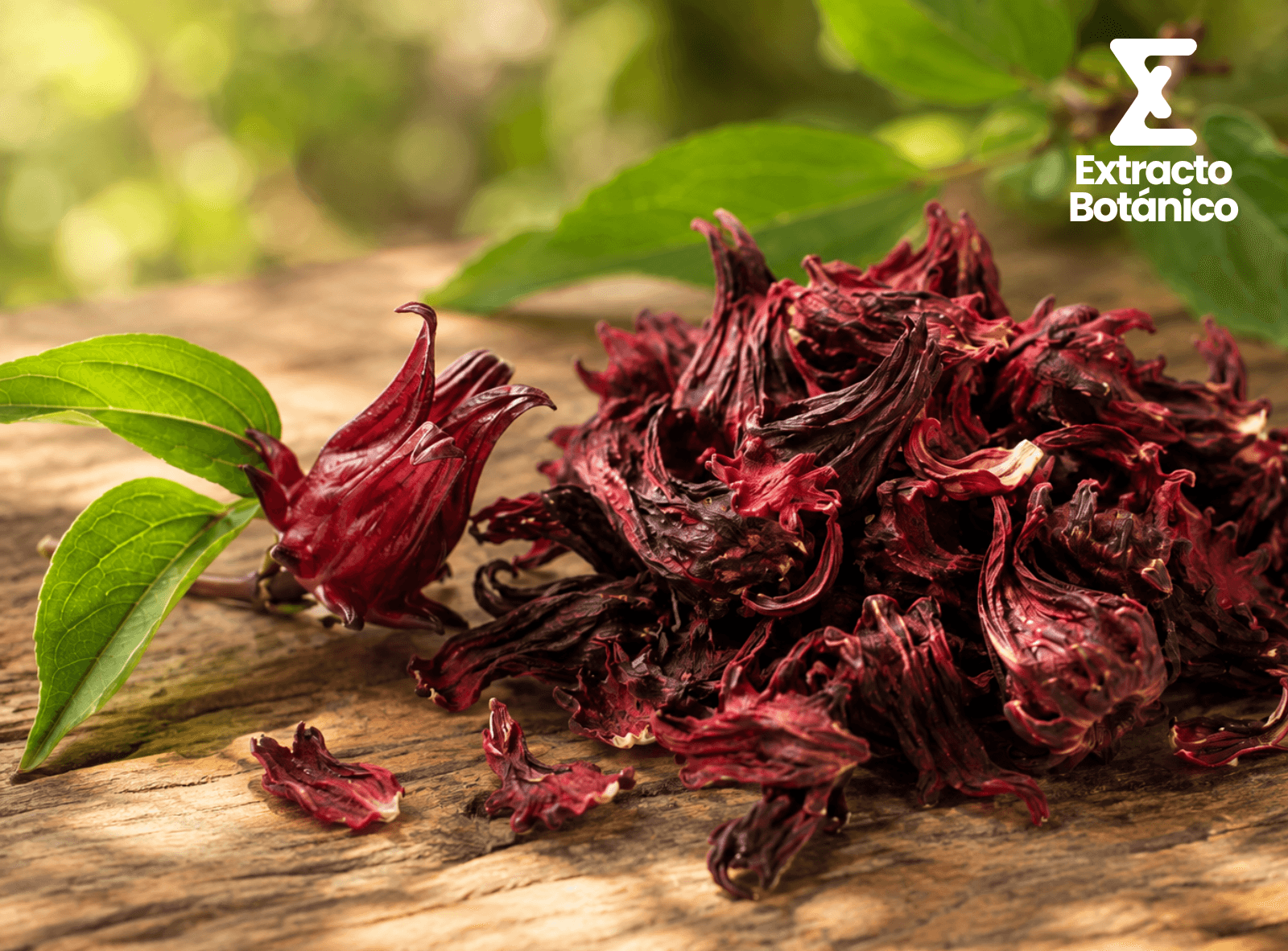 Extracto de Flor de Jamaica